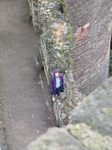 SX23283 Jenni on wall from Conwy Castle.jpg